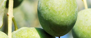 Le olive