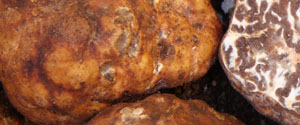 Il tartufo marzuolo o bianchetto