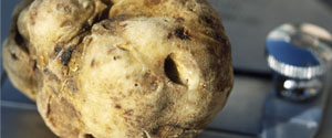 Il tartufo bianco pregiato