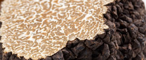 Il tartufo scorzone, nero estivo