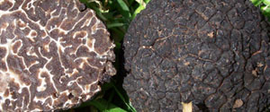 Tartufo nero ordinario