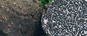 Il tartufo nero pregiato