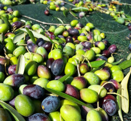 Olive e olio toscano